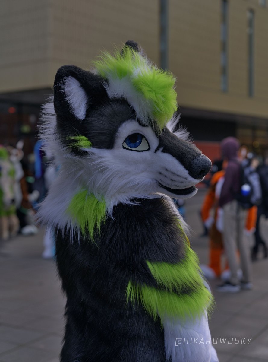 I missed #FursuitFriday so it's time for #FursuitEveryday I guess... but it totally worth for this gorgeous look🤩 taken at #NFC2024 #NFC #fursuit #furry 📸: @HikaruWusky ✂️: @nukecreations