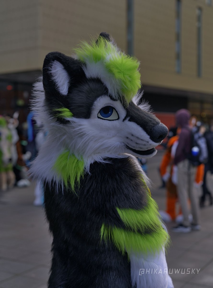 FuzzyCodec's tweet image. I missed #FursuitFriday so it's time for #FursuitEveryday I guess... but it totally worth for this gorgeous look🤩 taken at #NFC2024 #NFC #fursuit #furry
📸: @HikaruWusky
✂️: @nukecreations