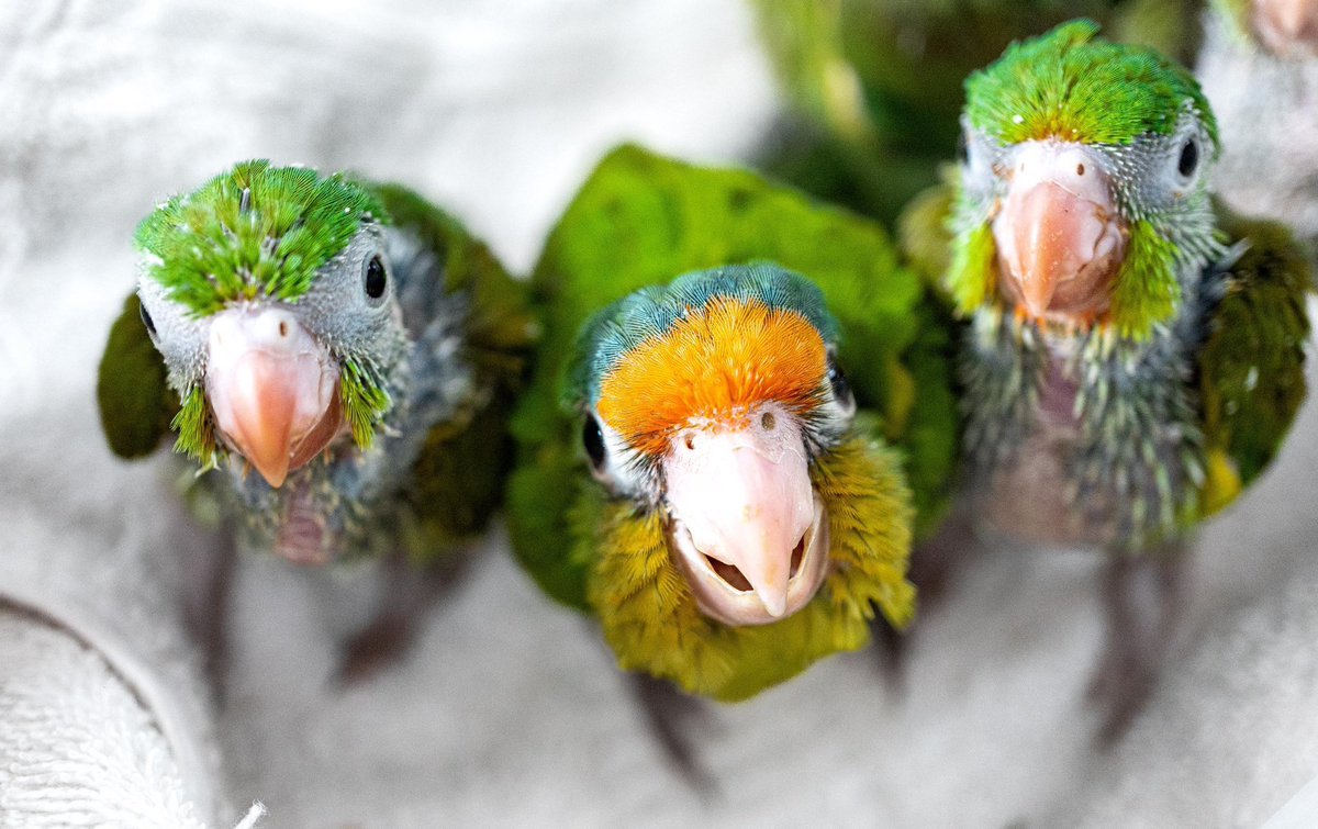 NWElSalvador's tweet photo. Mal nutridas y con plumas recortadas fueron rescatadas estas aves por la @PNCSV . Las aves se recuperan en una clínica veterinaria de @MedioAmbienteSV. Cazar, comerciar o tener de mascotas a estas especies es delito en El Salvador. #VidaSilvestre, #SonLibres https://t.co/LbtqkKNMRz