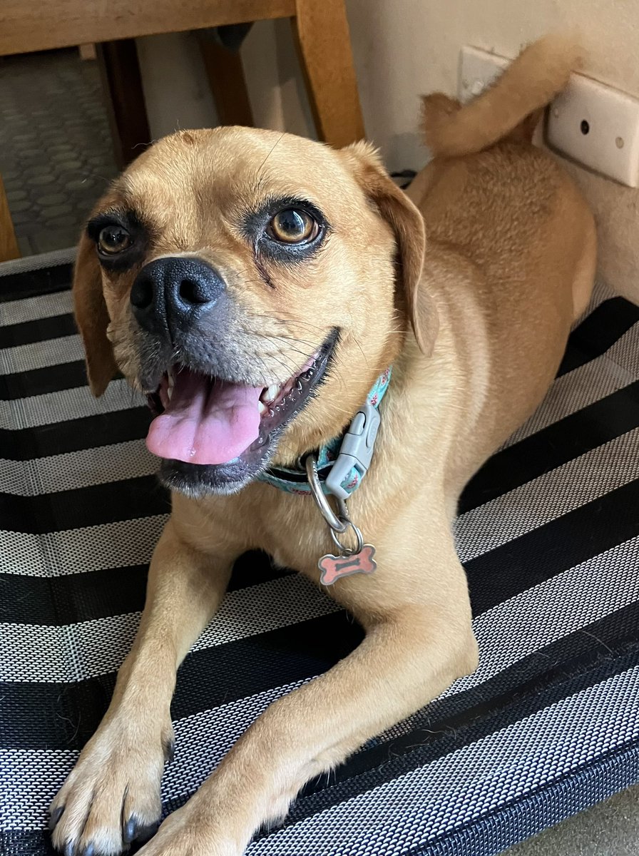 SContominas's tweet image. Our girl turns 4 today. Happy Birthday Millie.🎂🎂🎂 #dogsoftwitter #dog #puggle