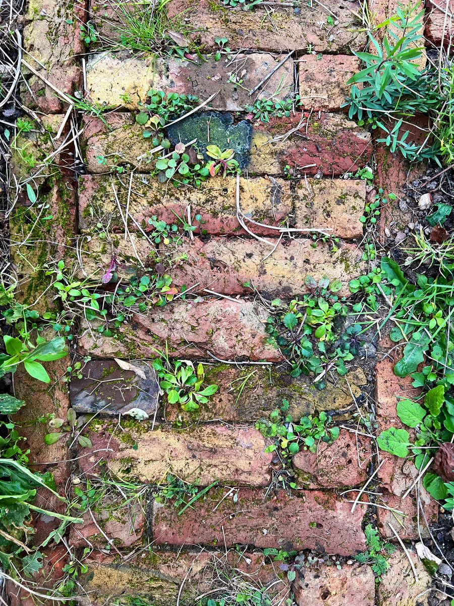 This is part of the reclaimed brick path I laid last year in my #WildlifeFrontGarden. Since then, Oxeye Daisy, Red Valerian, Self Heal & Meadow Clary have sown themselves naturally into the path from the #wildflowermeadow & I ❤️ them! They won’t be sprayed, mown or dug out.