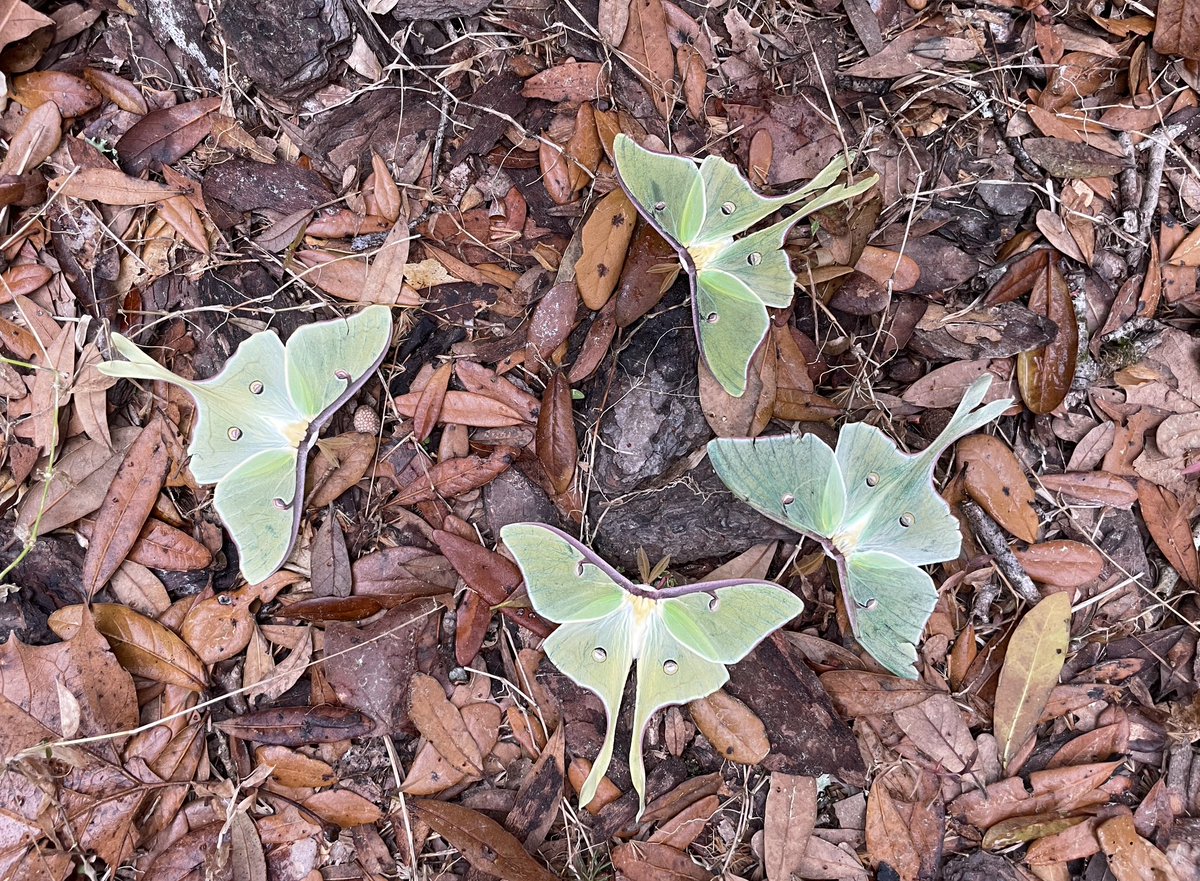 Lots of beautiful Luna moths this past week in Gainesville. Found 7 the other night, 4 males shown here.