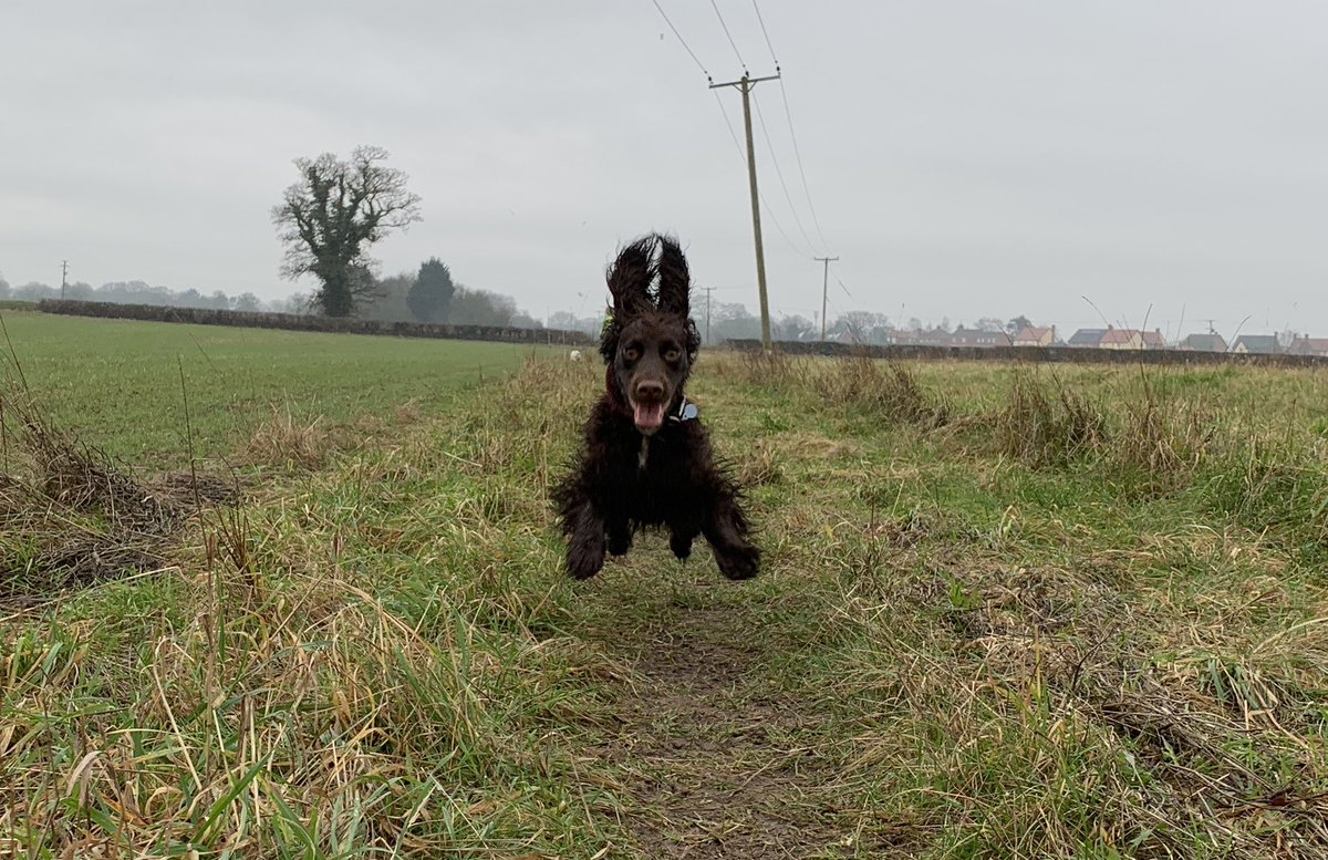#Crufts2024 meet Banger the working cocker spaniel ❤️