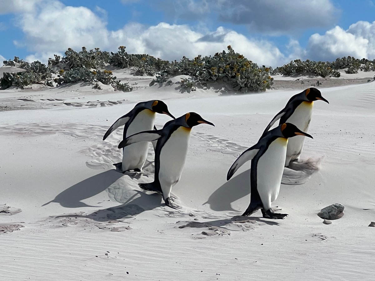 Random quartet of penguins for your Saturday night.
#hazelspenguins #AwayWithThePenguins #penguins