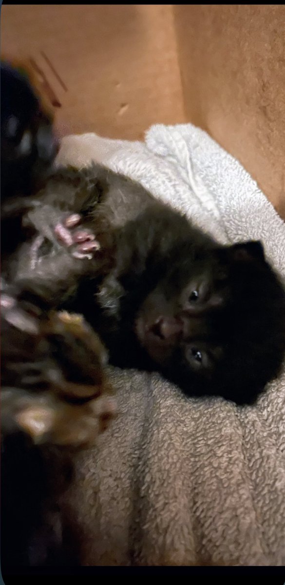 Please RT for the babies🙏❤️