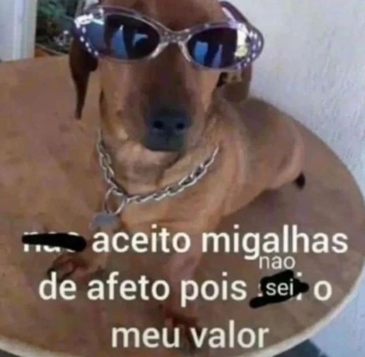 animais com frases aleatorias (@animaisfrases_) on Twitter photo 