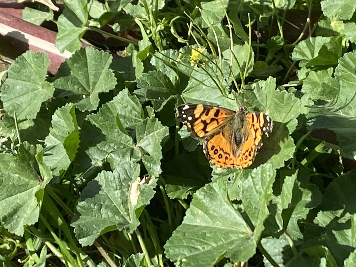 val_juarez's tweet photo. Found this beautiful butterfly 🦋 https://t.co/cW0v16w3bs