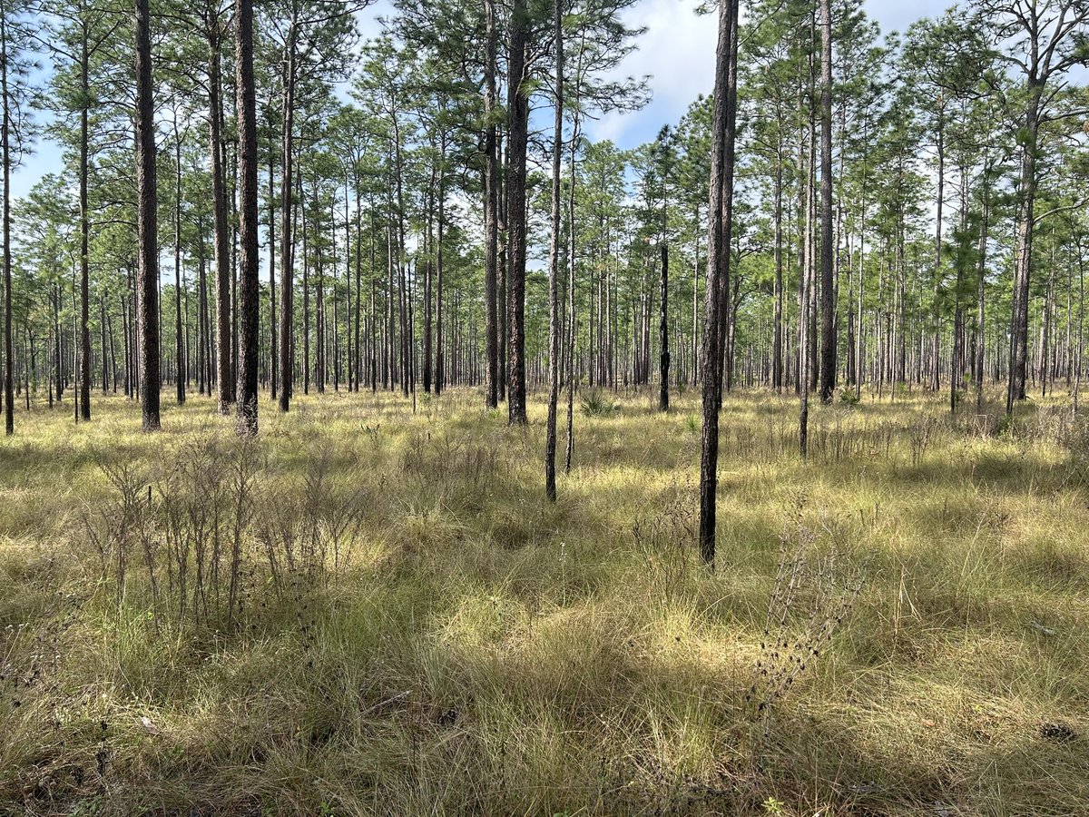 riley_gott's tweet photo. It was a beautiful day to be in a FL forest! https://t.co/b3pgHR1Nef