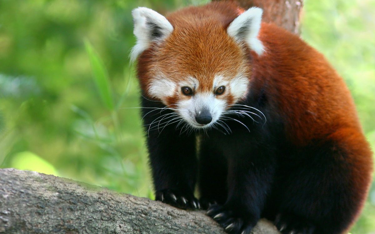 Red Panda Every Hour! (@redpandaeveryhr) on Twitter photo 