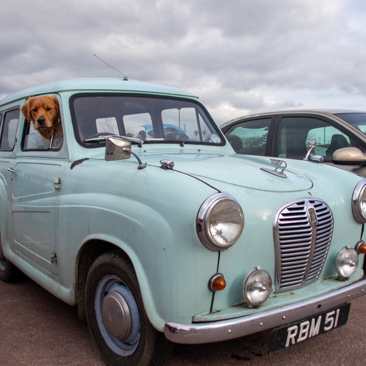 Finlay out in the classic #AustinA30 today at #rustival #goldenretrievers #classiccars #driversseat #RBM51 #petphotography #dogphotography #carphotography