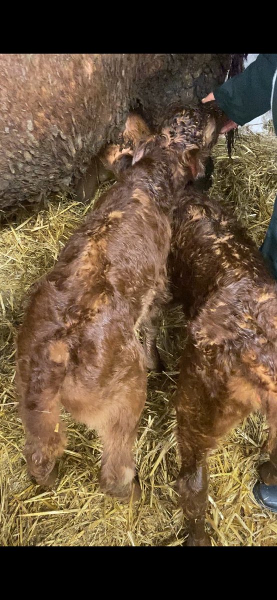 Ross Fitzgearld tweet media