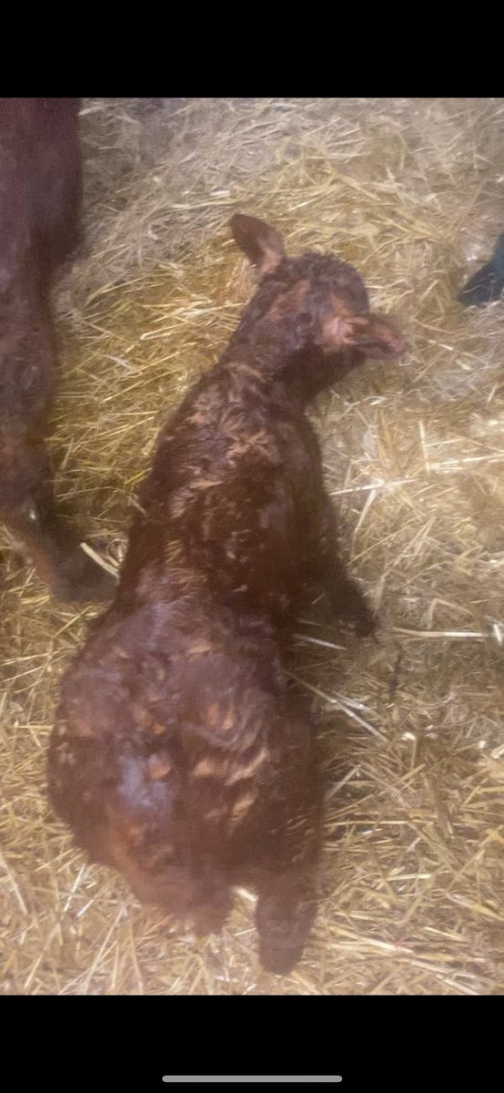 Ross Fitzgearld tweet media