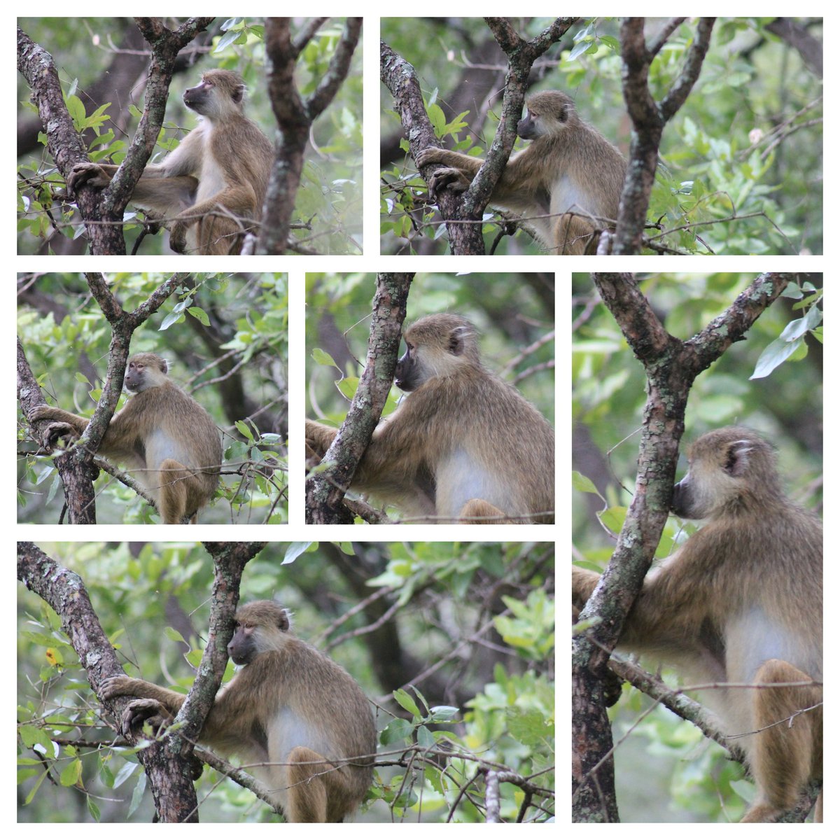 MandyMonkey02's tweet photo. 🎵🎶 She is beauty,
She is grace,  
She has something on her face, 
Nirvannaaaaaaa🎶🎵

An itchy nose sequence song in memory of Nirvana (2009-2024).
RIP sweet, pretty, little #kindababoon 🥺💚🐒 
#baboon #kasankanationalpark #Zambia #fieldwork
@KindaCamp https://t.co/BuccvdIpFA