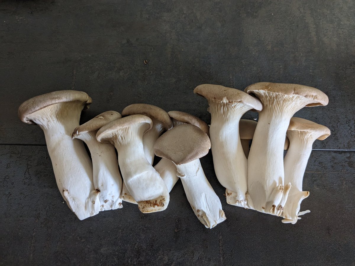 Amy Reiley tweet media