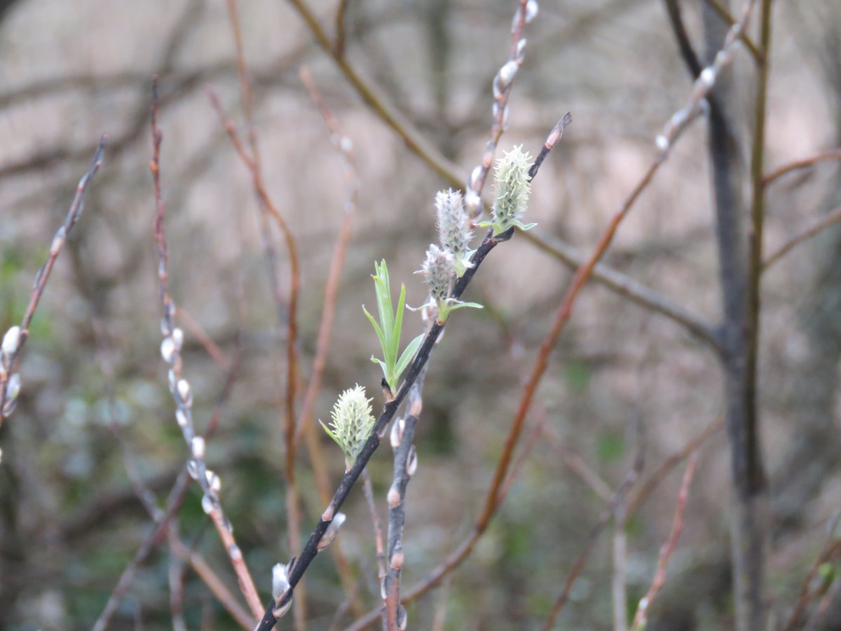 SewCornish's tweet photo. There are definite signs of Spring in the hedgerows right now. Spotted these along the Bude canal this morning. #Bude #Cornwall #signsofSpring #Springshoots #pussywillow #Springbuds https://t.co/bgpM3D2y4j