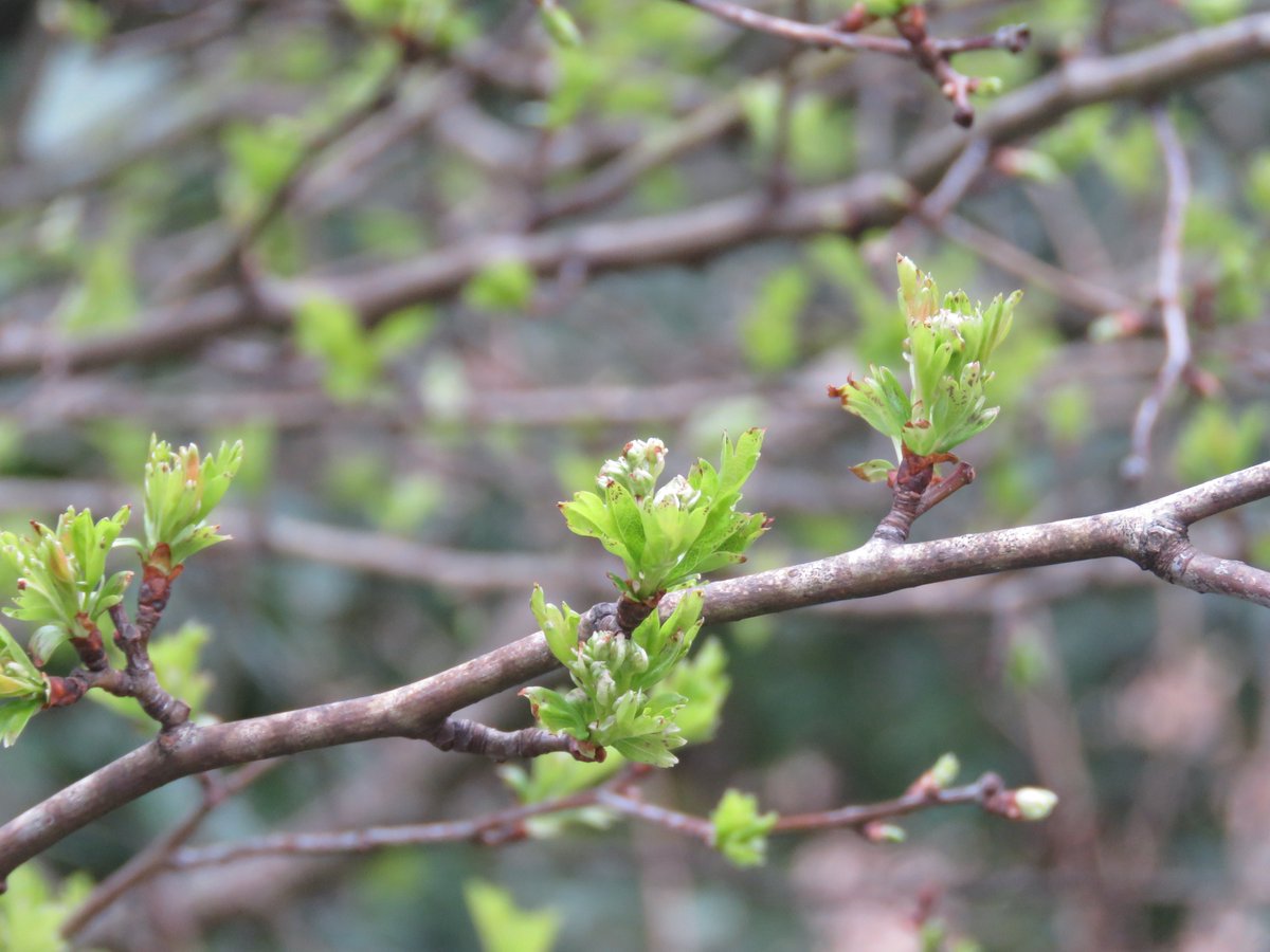 SewCornish's tweet photo. There are definite signs of Spring in the hedgerows right now. Spotted these along the Bude canal this morning. #Bude #Cornwall #signsofSpring #Springshoots #pussywillow #Springbuds https://t.co/bgpM3D2y4j