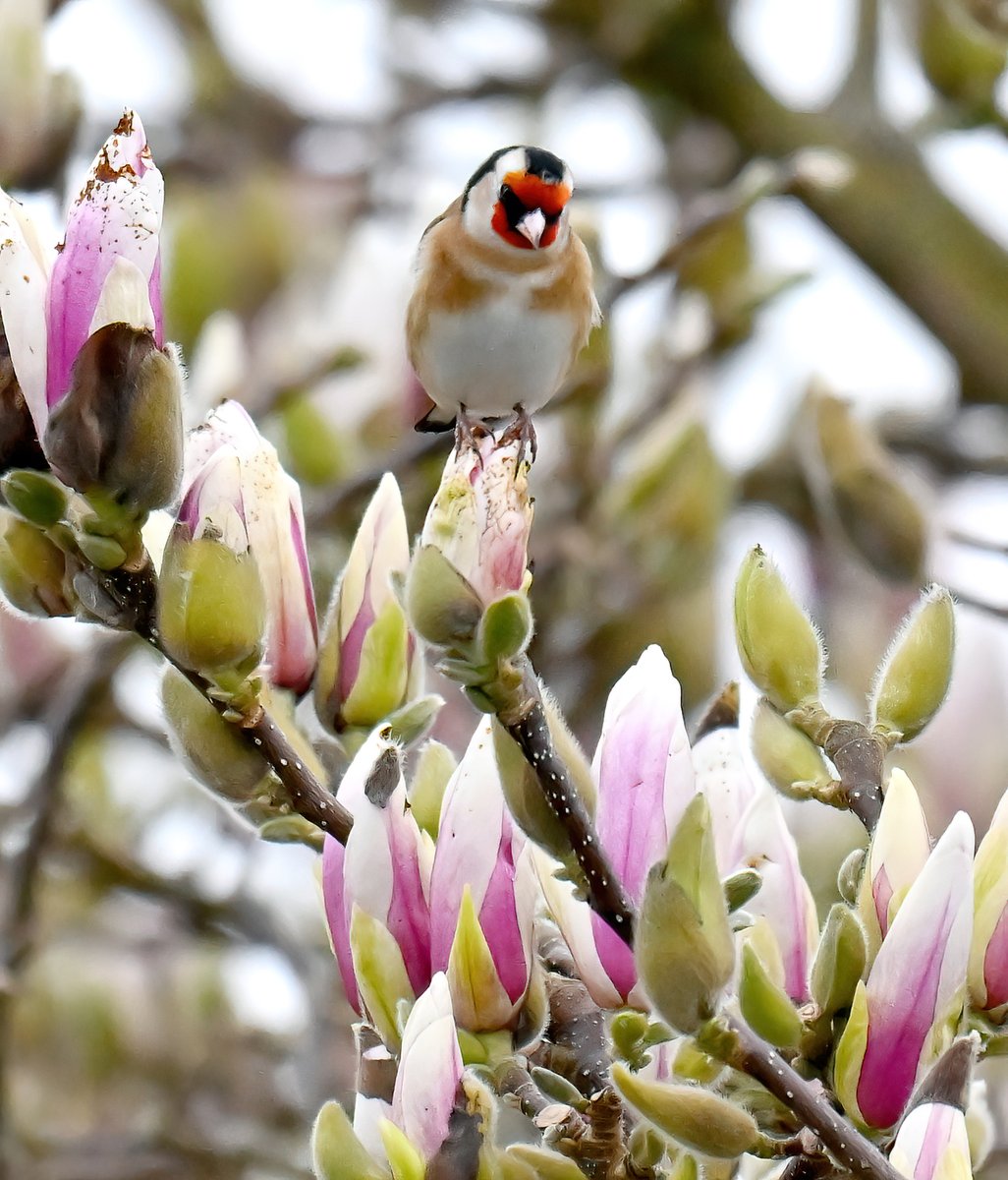 CarlBovisNature's tweet photo. Goldfinch looking down. 😊🐦 https://t.co/c9yFYptVpZ