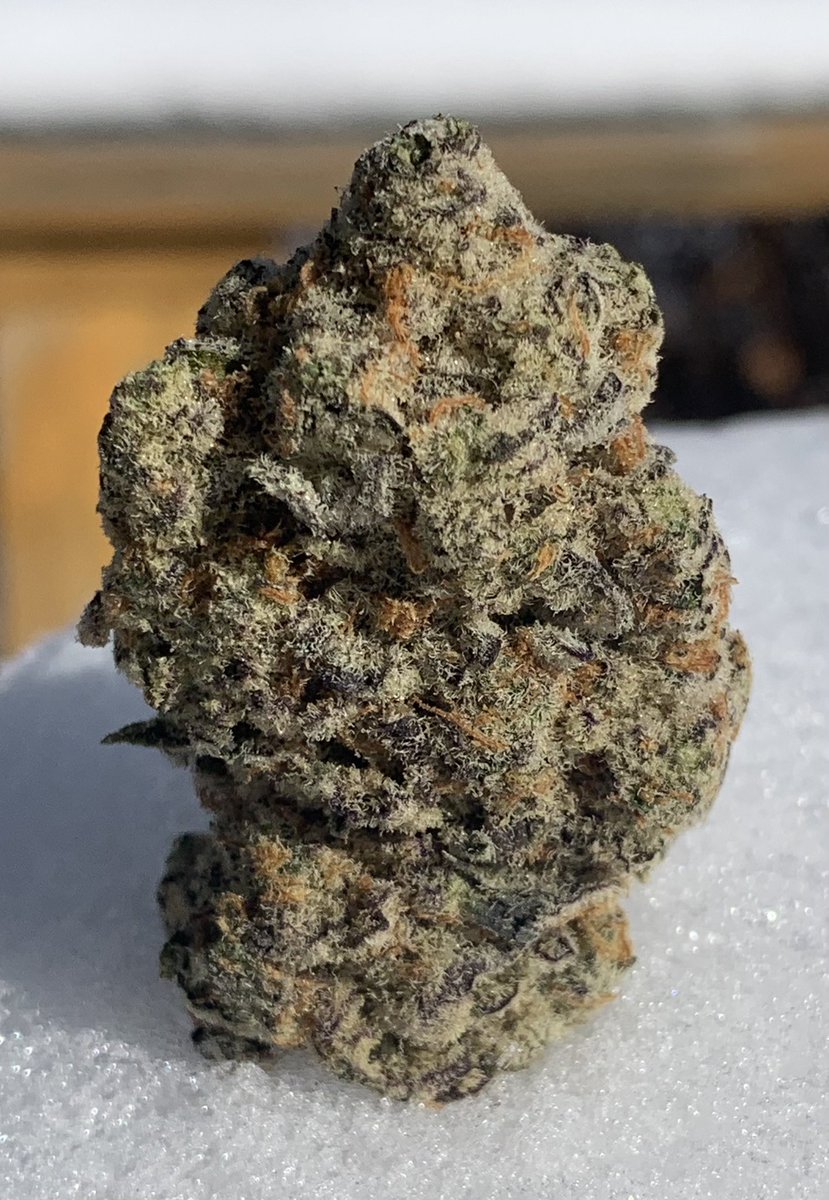 Bob Terpene (@kushking42023) on Twitter photo The buds from Special Kush are small and tight nuggets of frosty goodness which are spread all over the plant. Very easy grow well worth it
<a href="/royalqueenseeds/">Royal Queen Seeds</a>
#CannabisCommunity #cannabisculture #StonerFam #weedlife #Mmemberville #WeedLovers #420life #420community #Cannabis The buds from Special Kush are small and tight nuggets of frosty goodness which are spread all over the plant. Very easy grow well worth it
<a href="/royalqueenseeds/">Royal Queen Seeds</a>
#CannabisCommunity #cannabisculture #StonerFam #weedlife #Mmemberville #WeedLovers #420life #420community #Cannabis