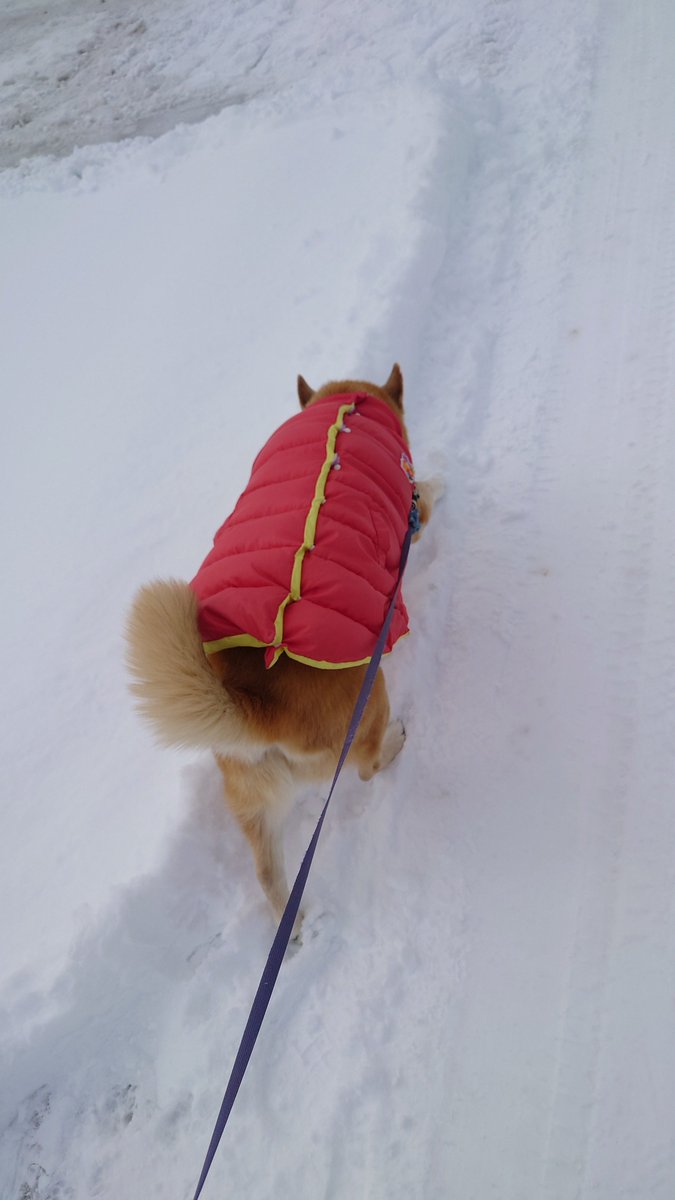 今朝,また20cmくらい👀

雪積もってて笑えない😡

だけど犬は笑っていた🐶

だから雪のこと許すよ❄

ジミのおかけで笑顔だ😊

良いことあるといいね🍀