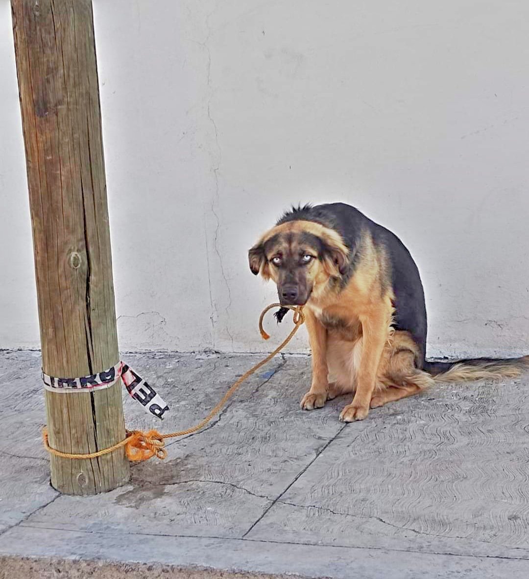 Hechizero_38's tweet photo. Aquí está la Doña que abandono al perro en la Colonia 3 Cerritos, si alguien nos comparte información de la dama en cuestión se agradecerá...💪🏻 https://t.co/aMjeXP6DSY