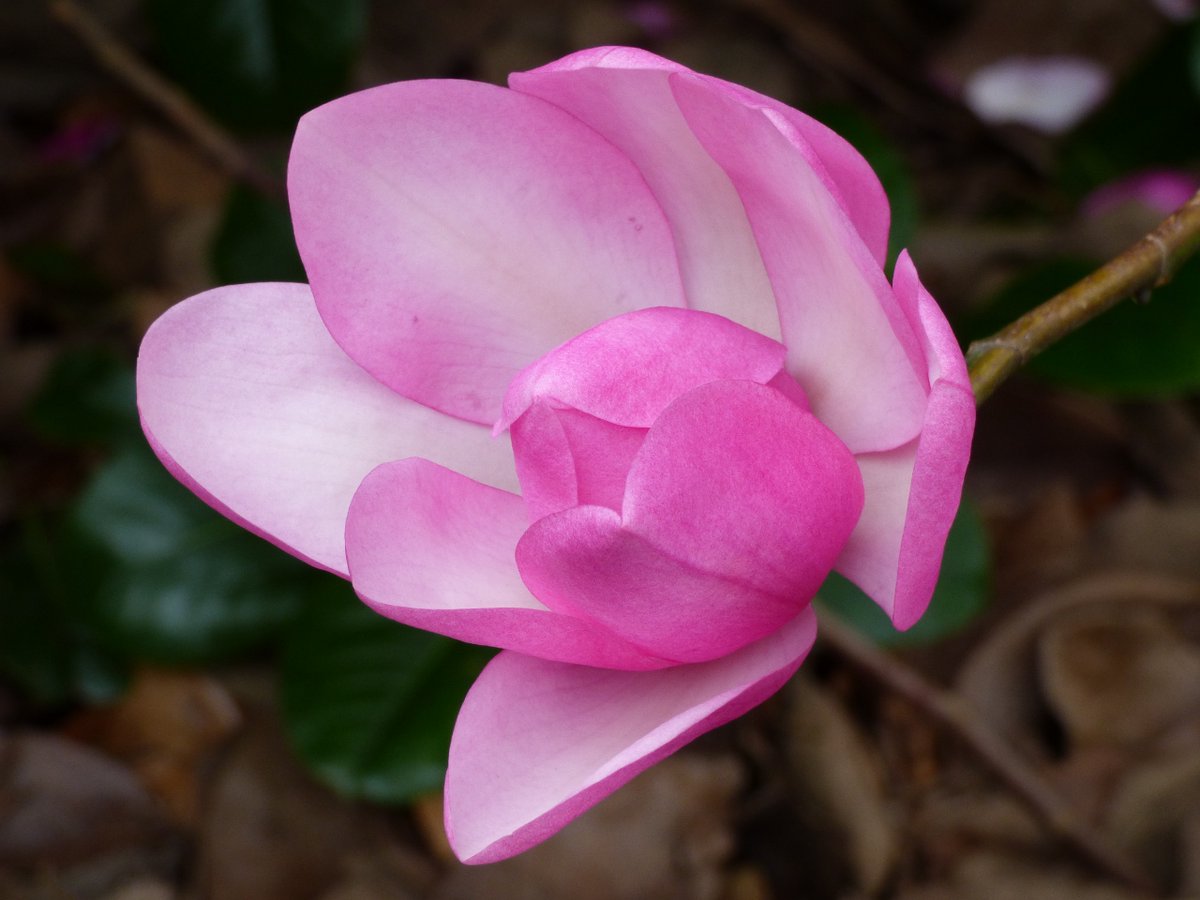 kamhongleung2's tweet photo. ❤️🌳🌺🎵 INVITATION : @KewGardens ‘Sounds of #Blossom #Spring #Festival’ (23 March to 14 April 2024) : https://t.co/EU8m0j2GWH
PHOTO : ‘Pink Tulip Tree (Magnolia Campbellii)
#KewGardens #SpringAtKew #Flower #Flowers #Magnolia #Nature #Music https://t.co/PoWfzHrlmL