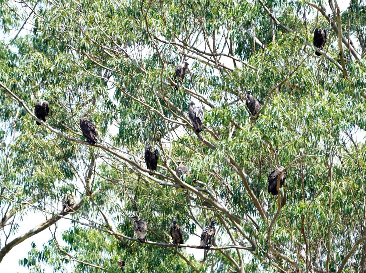 Behold the stark grandeur of vultures from my Muthanga WildLife Sanctuary trip! With only 5,000-15,000 left in the wild, these crucial yet endangered cleaners face a crisis. Poisoning from treated carcasses brings their numbers down. Appreciate the commitment of @dhinesh_ifs and