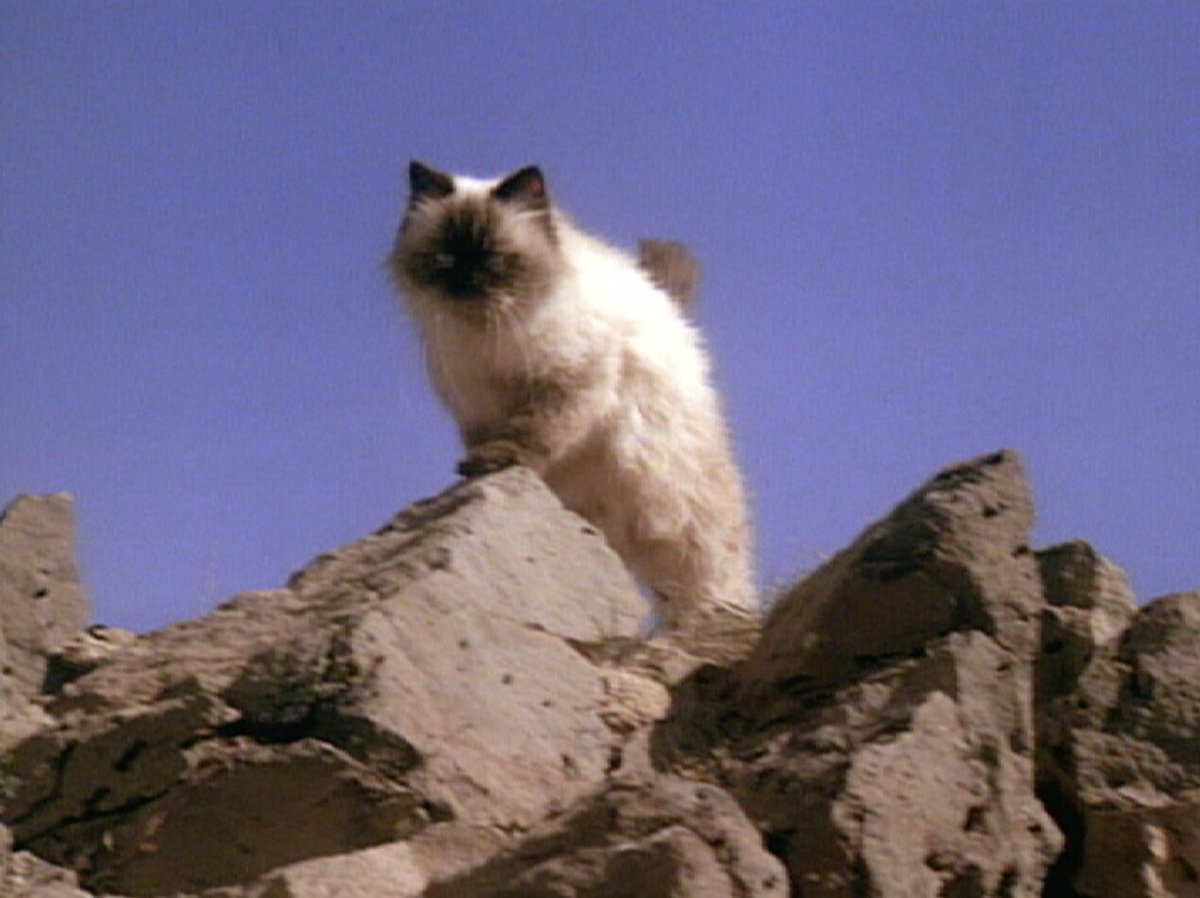 Gay people are like “she saved my life” and it’s Sassy the Cat from Homeward Bound…