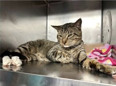 PeterAskin1's tweet photo. Sweet tabby boy kitty "Roland" in #NewYork was thrown from a moving car by monsters! Will his fate be to survive this horrendous act only to be destroyed at NYC ACC? We can't let this happen good people! Adopt if local or pledge for rescue! VERY URGENT! 🙏
https://t.co/9eIEVwBW0m https://t.co/ua9ViFd3va