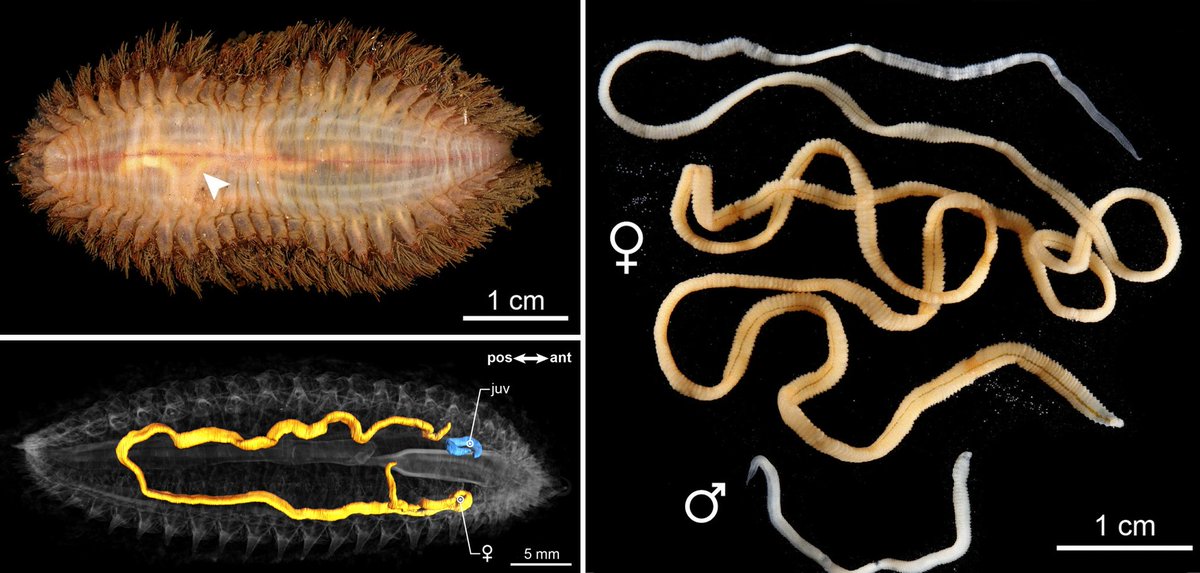 Heard you like worms, so here's a worm that lives in a worm.

I've written a post about Veneriserva pygoclava - a polychaete worm which has evolved a tapeworm-like body in order to live inside sea mice, which are another type of polychaete worm 
dailyparasite.blogspot.com/2024/03/veneri…