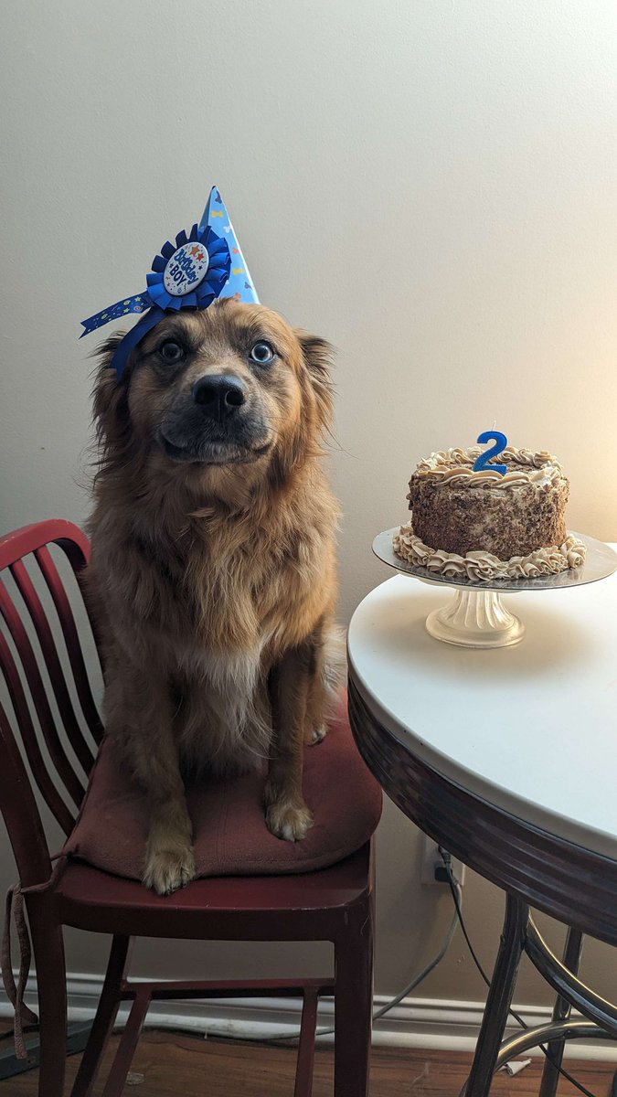 luckypackk_'s tweet image. Happy 2nd Birthday to our Son, Gogi! 🎂🎉😭

He's a big boy who loves being a menace to society, his parents, and his cat siblings! He is a very well-behaved dog, even if he is awkward!