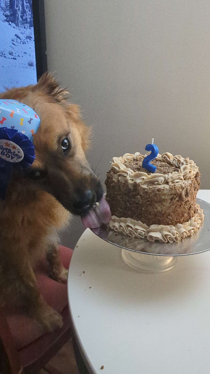 luckypackk_'s tweet image. Happy 2nd Birthday to our Son, Gogi! 🎂🎉😭

He's a big boy who loves being a menace to society, his parents, and his cat siblings! He is a very well-behaved dog, even if he is awkward!