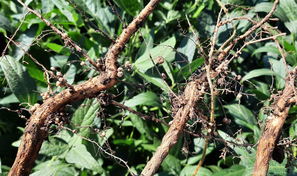 Primer soja en campos ganaderos transformados a agrícolas... la importancia de una buen inoculante <a href="/AgroProdas/">Prodas Agro</a>