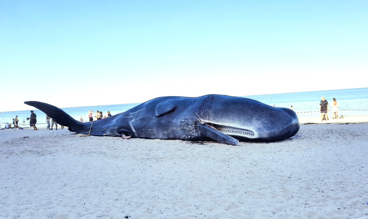 Glenelg is usually pretty low down on my list of beach preferences, but I was pretty intrigued by the whale installation. It's worth a suss if you're down that way #adelaidefestival @adelaidefest