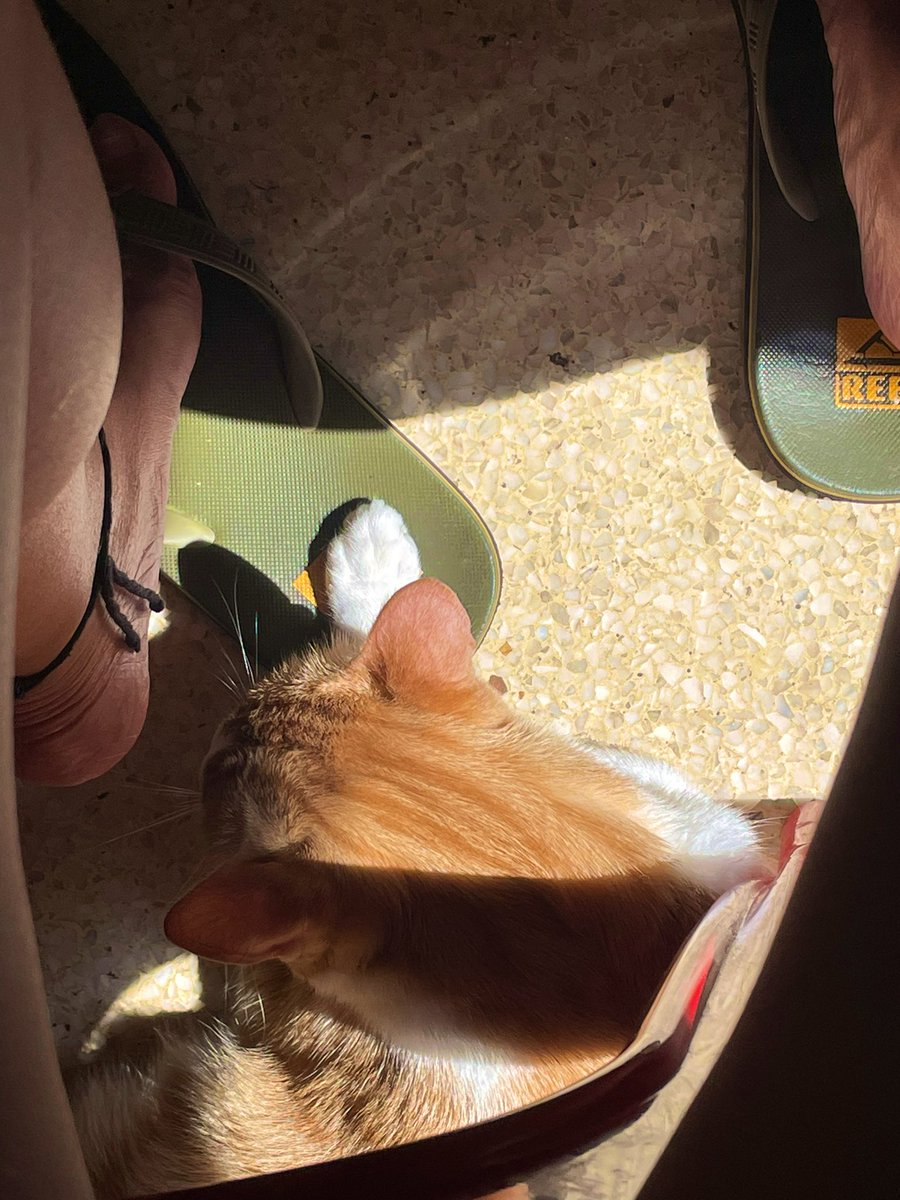 Ahora no me puedo levantar #cat