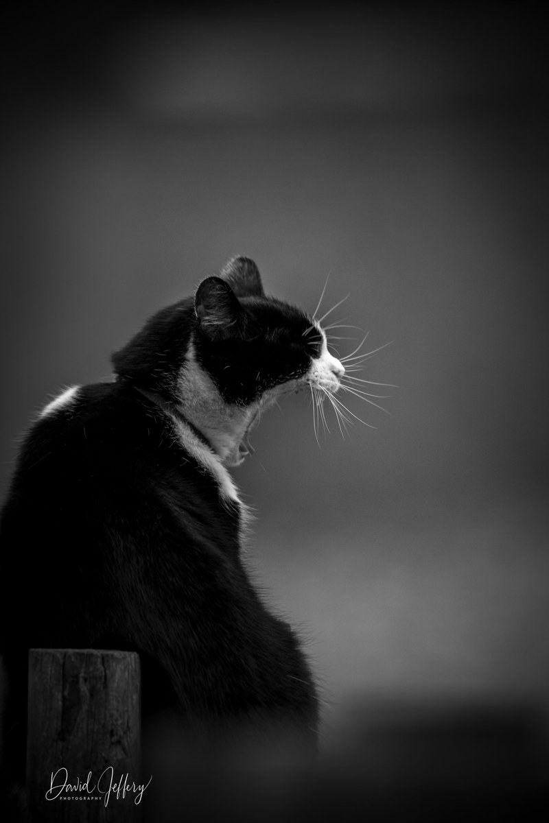 dkj101's tweet image. Tired cat! #cheshirecat #dunham #cat #blackandwhitephoto