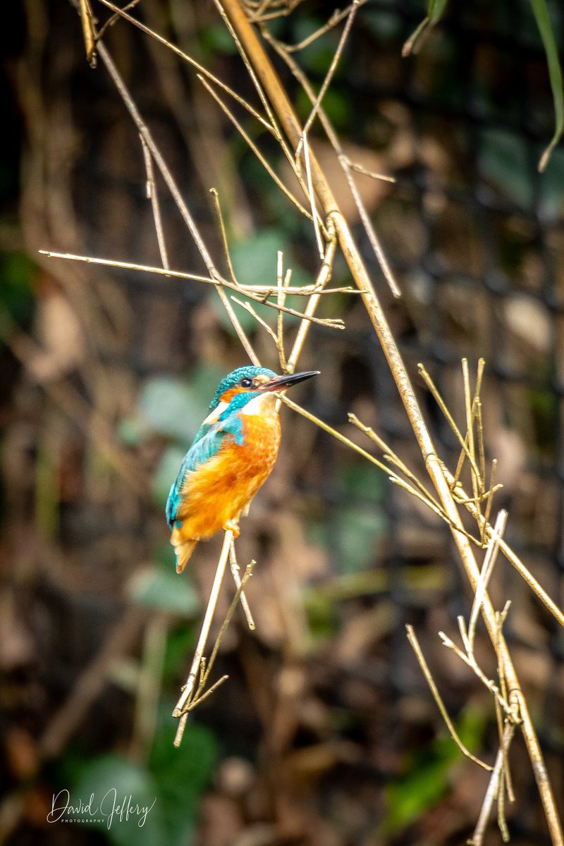 dkj101's tweet image. Finally a kingfisher!!! #kingfisher #wildlifephotography #Cheshire  #canonphotography
