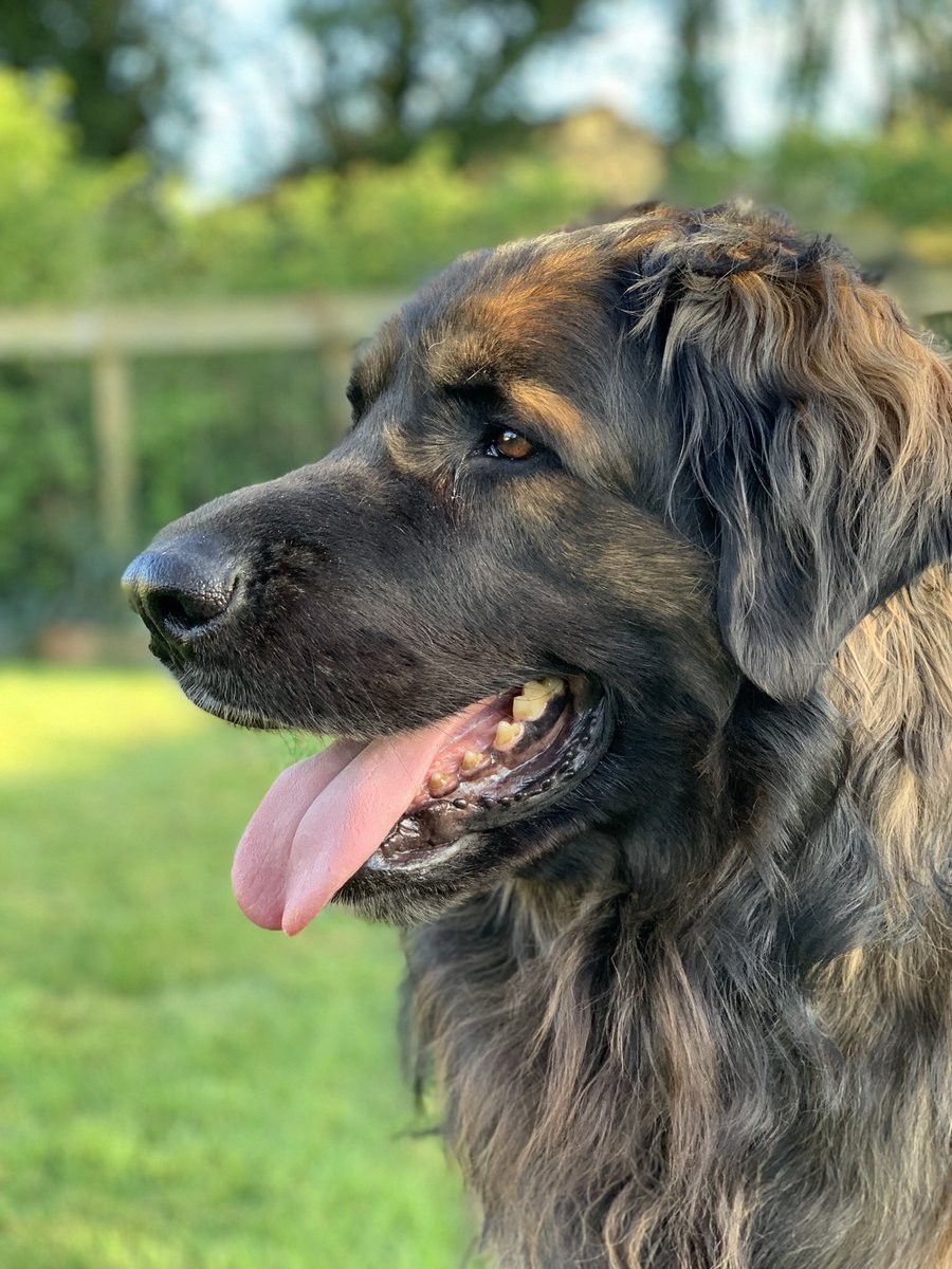 Celebrating #leonberger Best of Breed at @crufts for the first ever time. We lost Marvin a few years ago but he’ll never be forgotten.