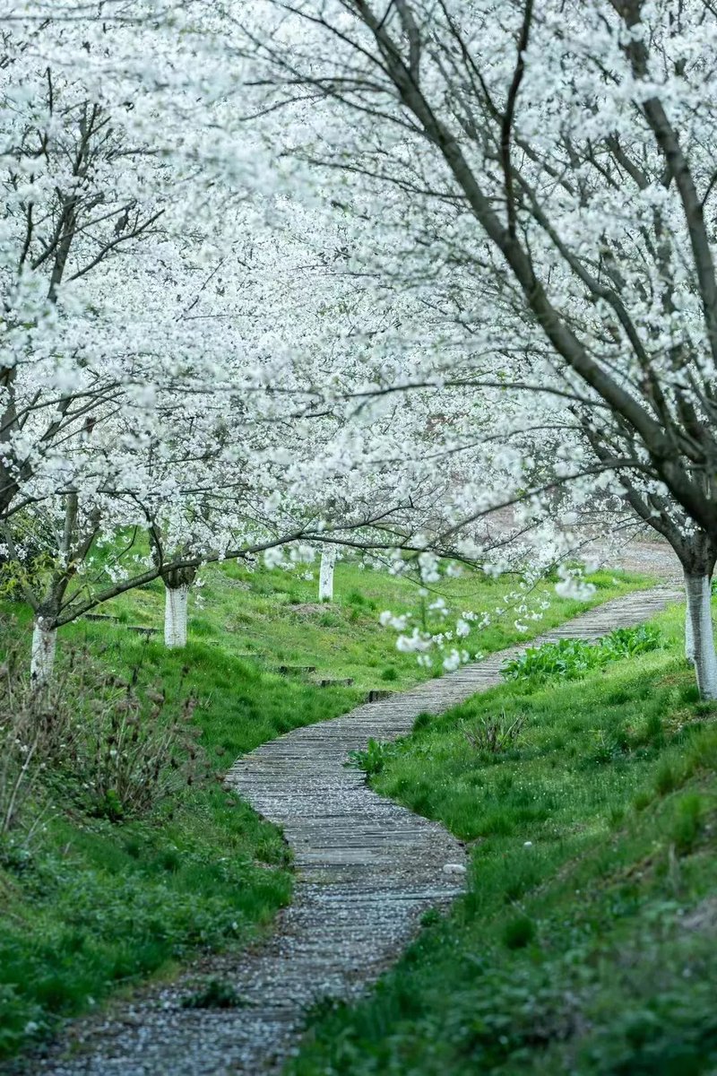 aroncheunga's tweet photo. A path in a garden, Wuyi, Jinhua. #beautifulpath https://t.co/UlvCFnp3gp