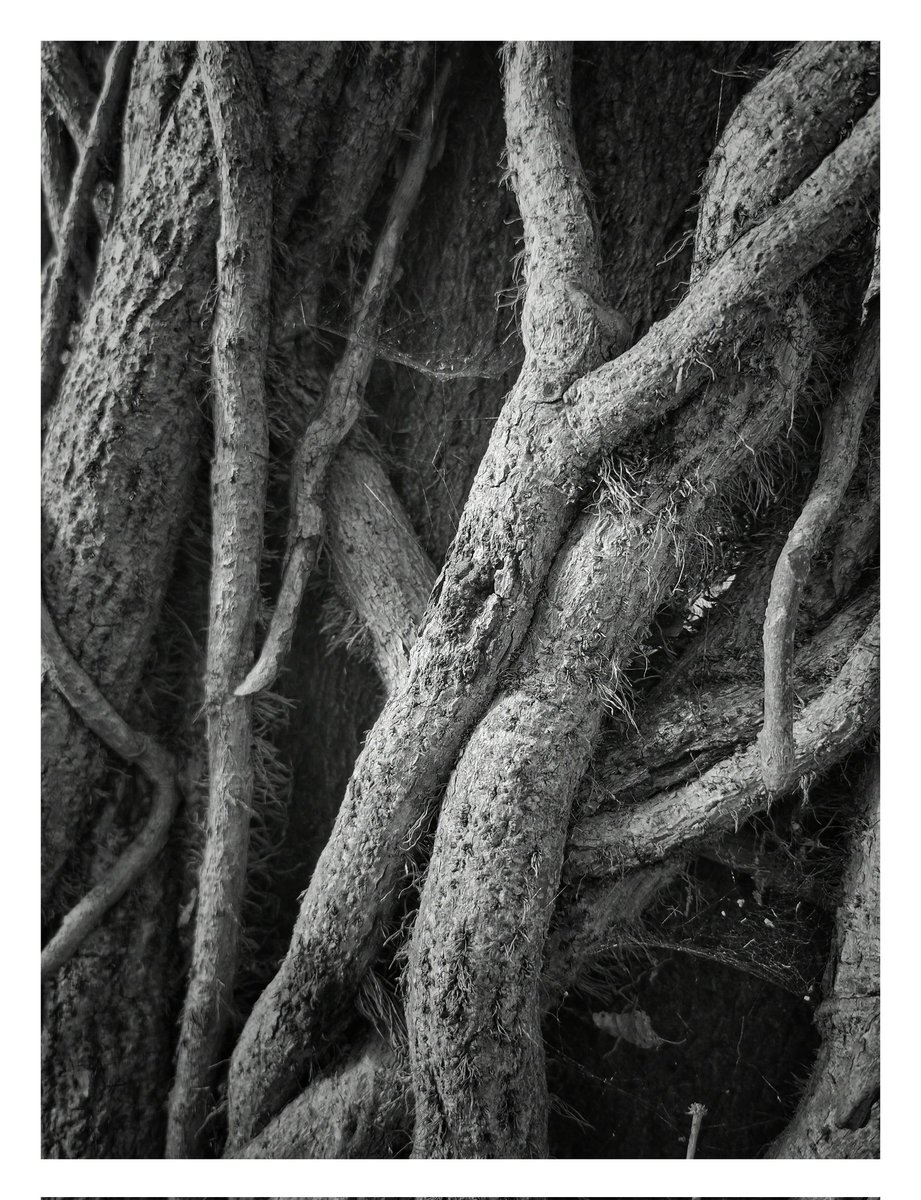 barkscapechn's tweet photo. "Tentecals."

The same tree that gave the previous photo I posted earlier entitled "The Octopus" this time around I could see more Tentecals within the Tree Bark I was looking at.

#Treebark
#Treebarkphotos
#Treebarkphotography
#Abstractphography https://t.co/3uJf8FFqUD