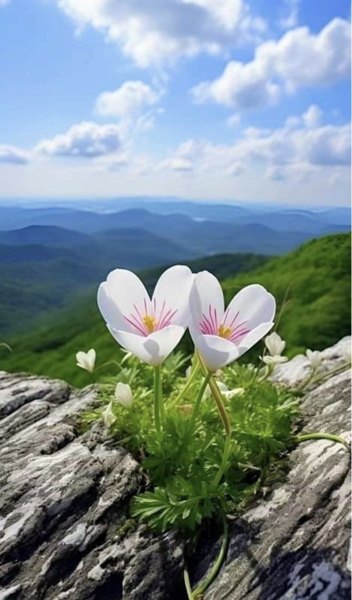 Хаврын тэргүүн бар сарын битүүн