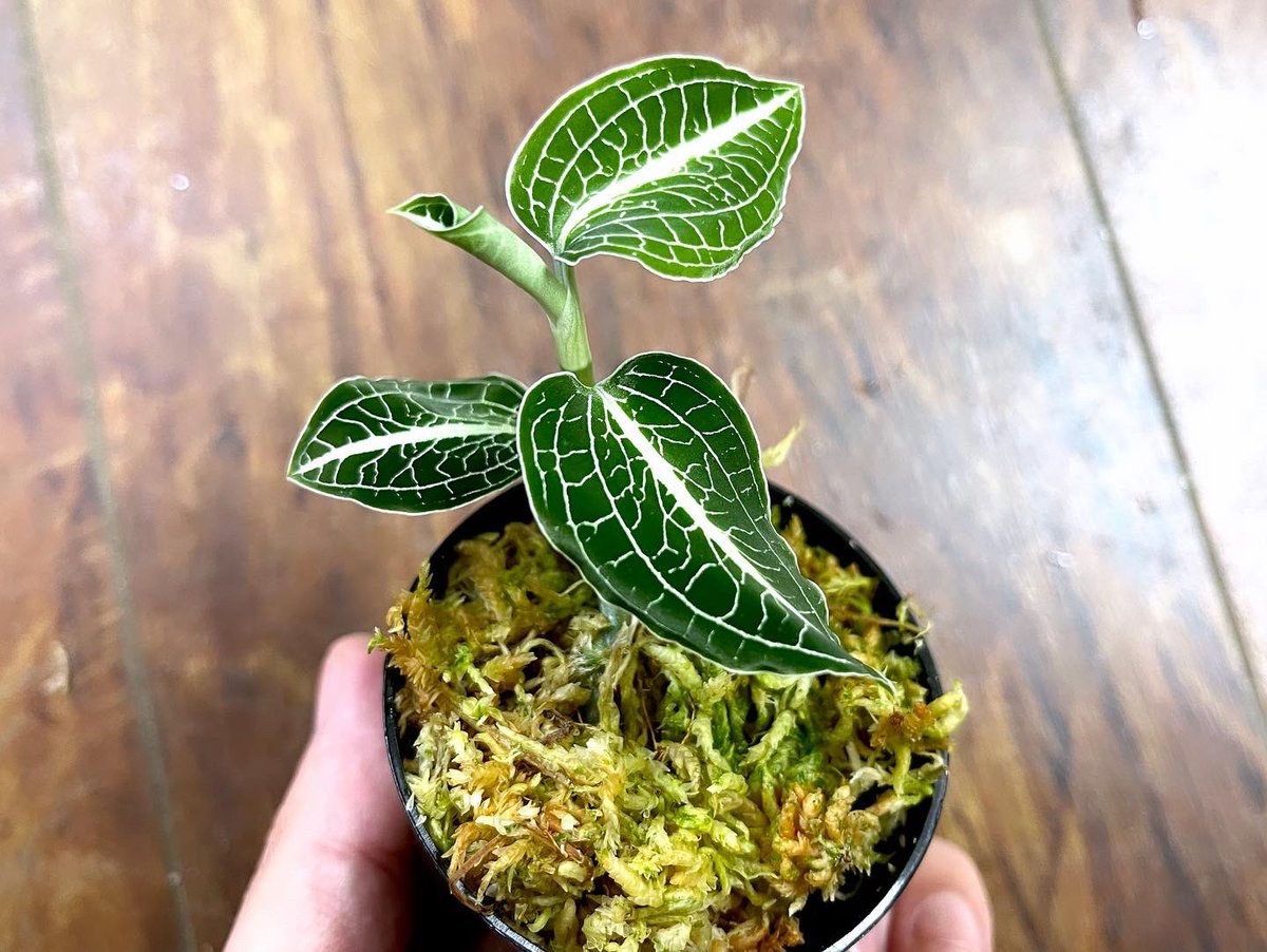midoo621's tweet photo. アネクトキルス sp.グリーンウィズホワイトネット
Anoectochilus sp. 'Green with White Net'
#アネクトキルス
#Anoectochilus
#ジュエルオーキッド_アレンジ https://t.co/ed4xmeXPBE