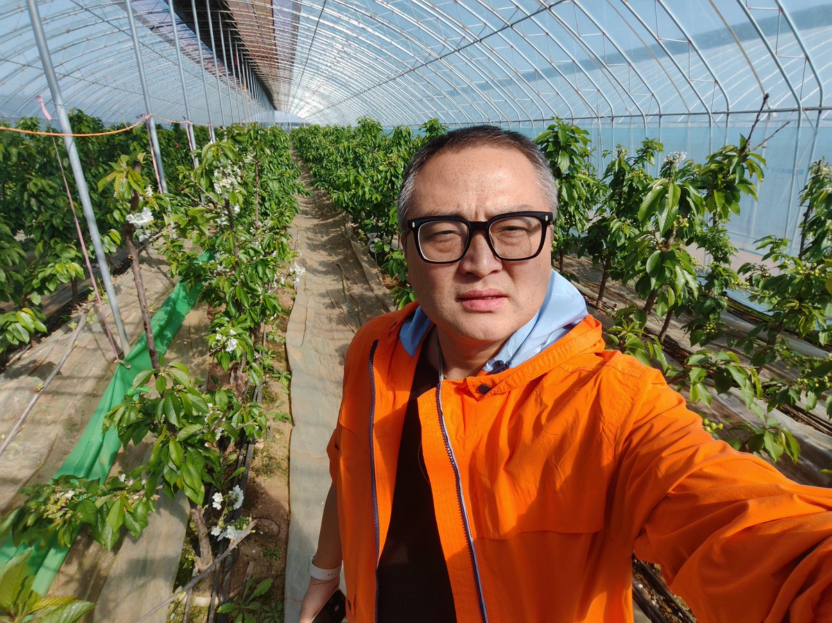你那里樱桃开花了吗