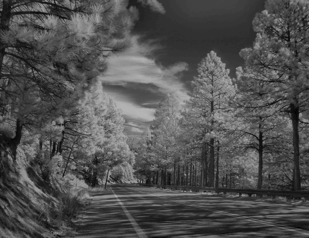 'E. Ski Run Rd, Mt Lemmon' by Christy Cooksey