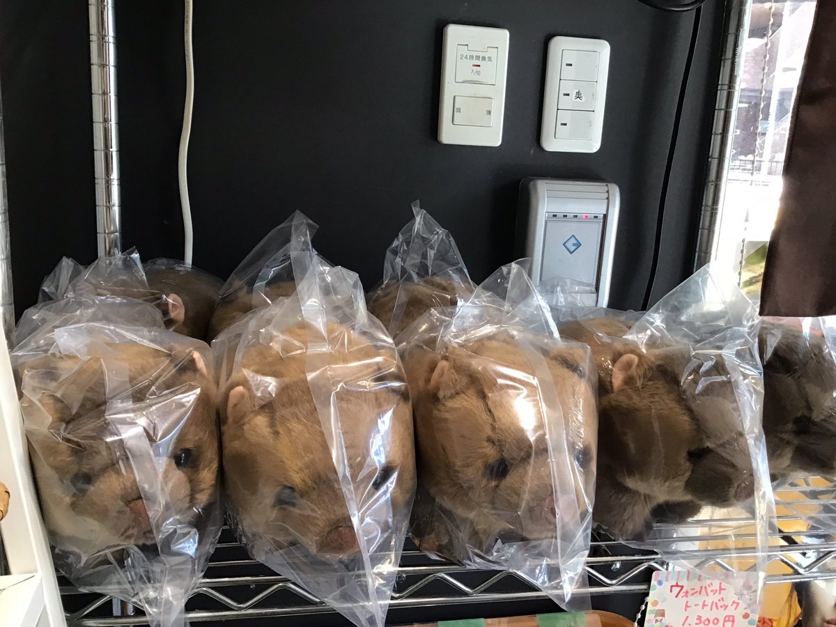 おはようございます☀池田市観光案内所です🫶🏻

ウォンバットぬいぐるみ(¥1,800)再入荷いたしました😭✨✨
今回は入荷数が少ないとのことで数に限りがございます💦

是非お気軽にお立ち寄り下さい👍🏻👍🏻

#池田市観光案内所 #池田市 #ウォンバット #ウォンバットぬいぐるみ　#ウォンバットグッズ