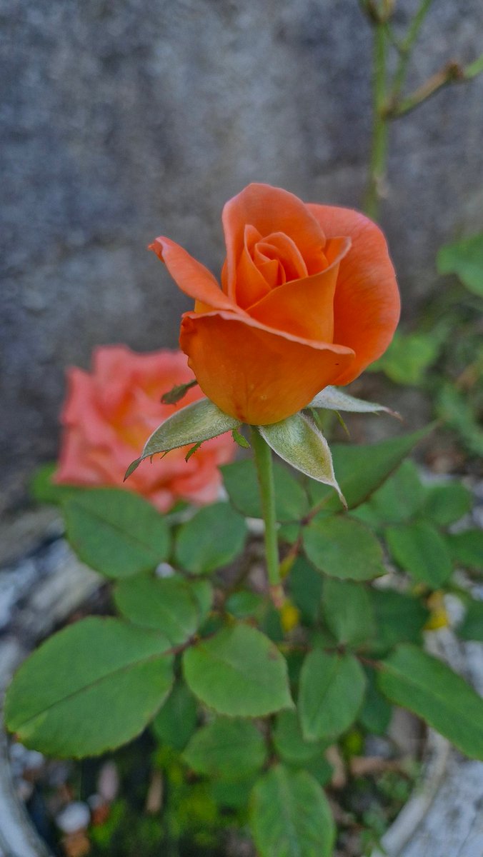 rosangela de souza🇧🇷🇧🇷 (@roropadilha) on Twitter photo 