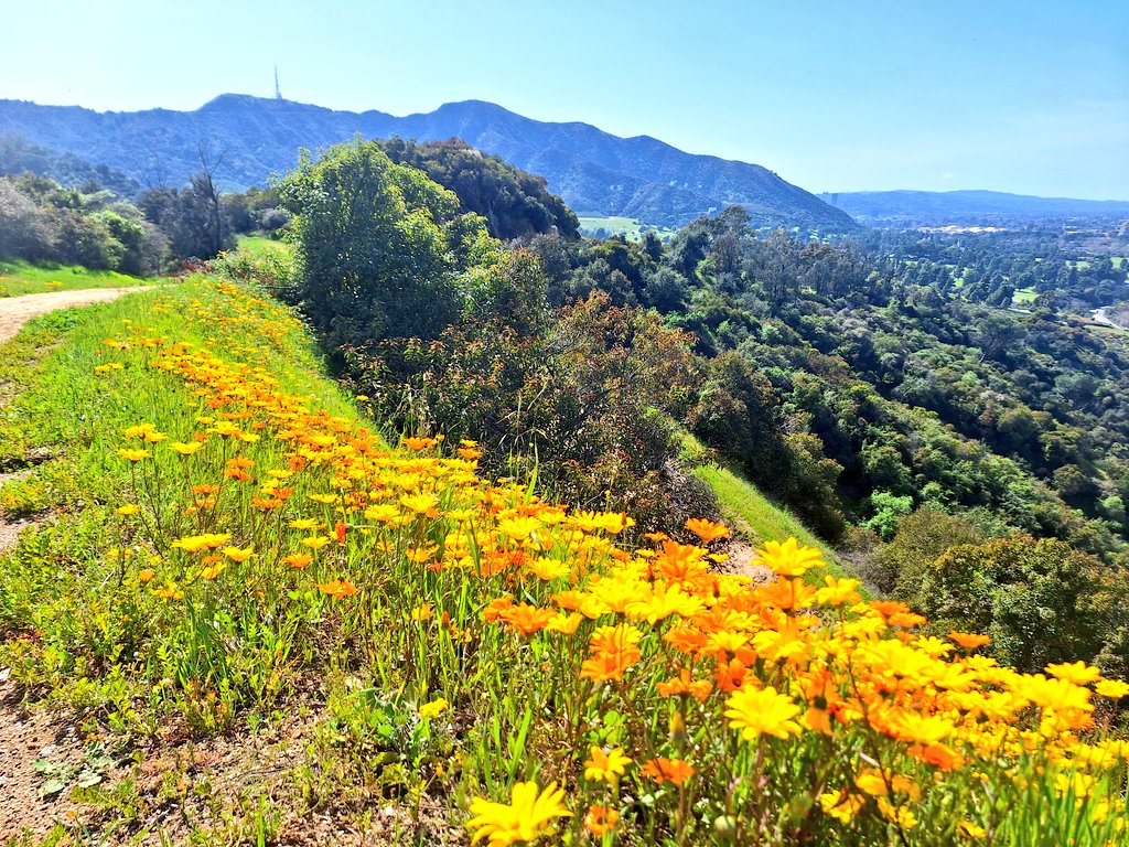 Hiking in #GriffithPark  and enjoying the spring wildflowers