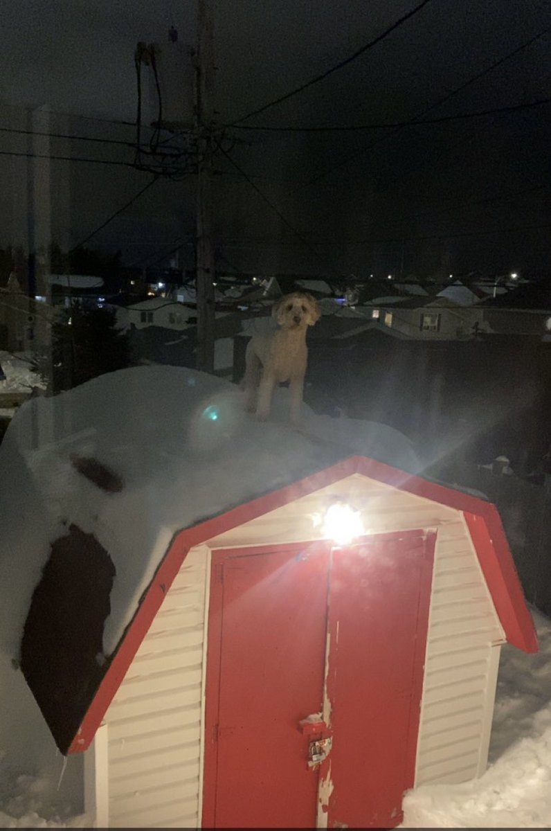 When you get 80cm of snow in Mount Pearl and feel like someone is watching you 🤦🏽‍♀️ <a href="/EddieSheerr/">Eddie Sheerr</a> <a href="/bethpenneyNL/">Beth Penney</a> #nlwx