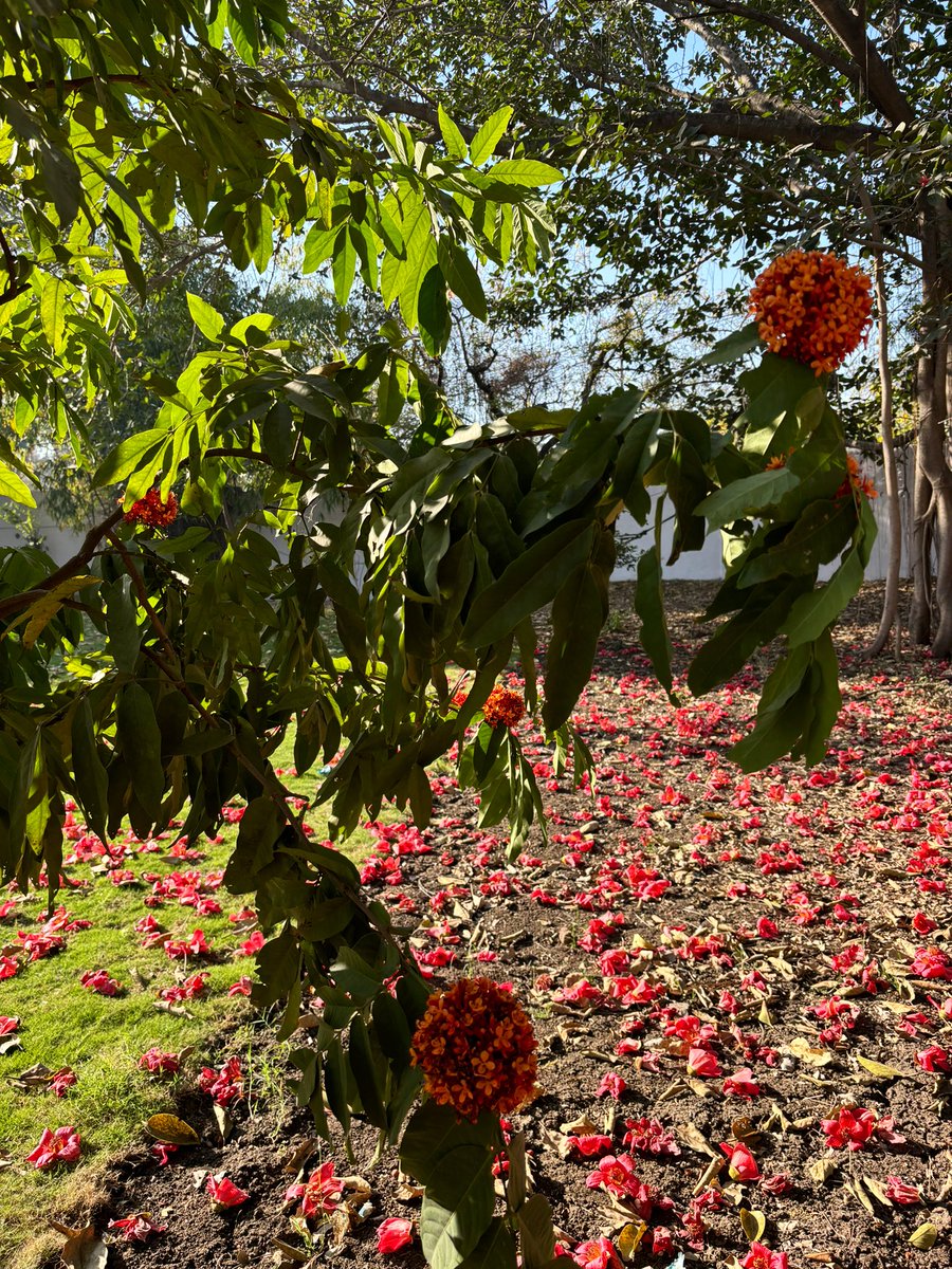 First blooms of this Saraca Asoca tree at the Collector residence in #Dhar.