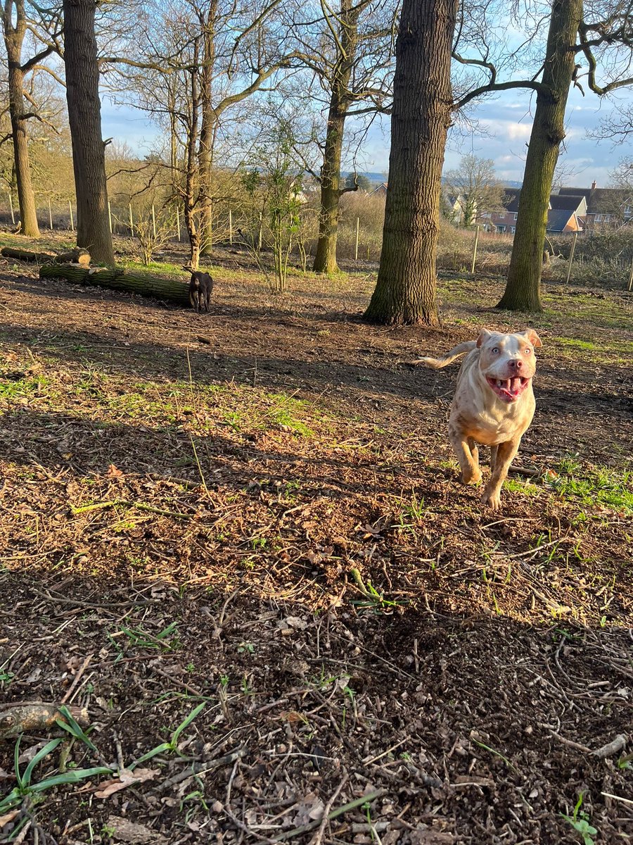 Bark Park Woodlands Adventure offers slots for #XLBullys for FREE!! ❤️🐾

From Jb Davey #UK:

i've posted about this place before but i cant fault it at all, the dogs love it, they seem to have people canceling on slots, then they offer them to xl owners for free, i take cleo (…