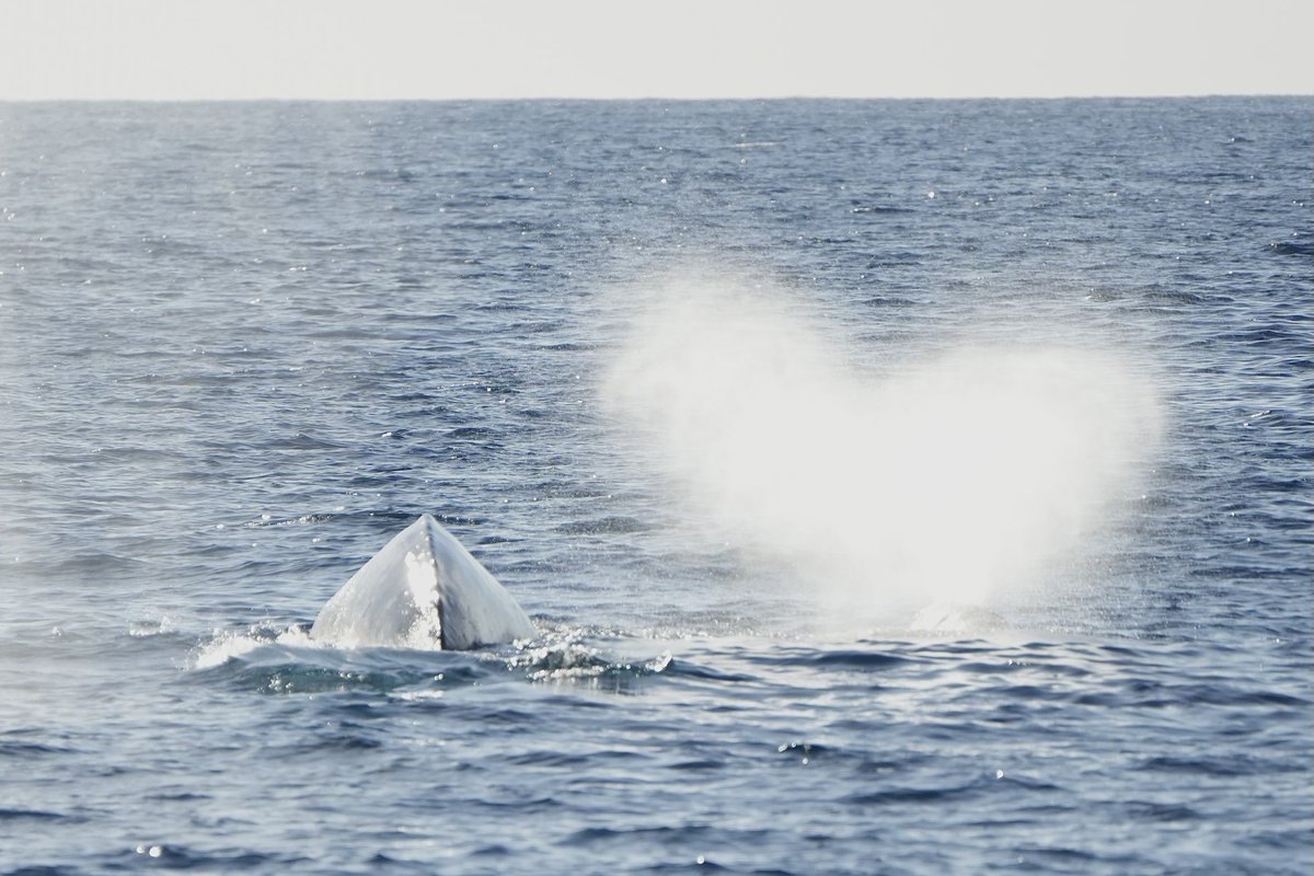 We love Gray 🐳 Whales don’t you !! ⁦@DanaPointTimes⁩ ⁦@DanaPointHarbor⁩